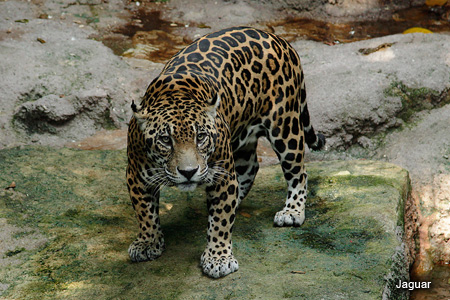 Image of a Jaguar found at River Safari